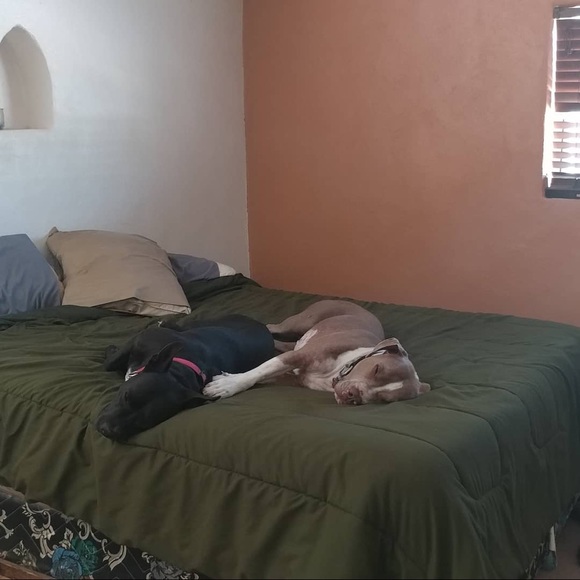 Meet your Posher, Mattie - Picture 5 of 6